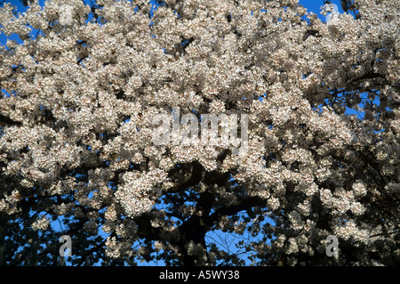 Kirschbaum Blüte. Stockfoto