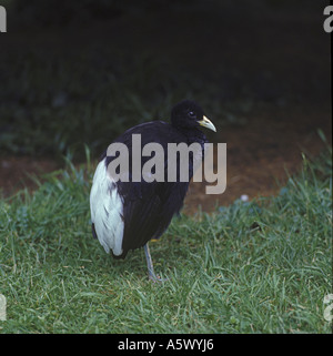 Weiße geflügelter Trompeter Psophia Leucoptera stehen auf dem Rasen S Stockfoto