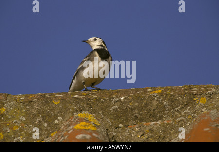 Trauerschnäpper Bachstelze Motacilla Alba Yarrellii Winter Stockfoto