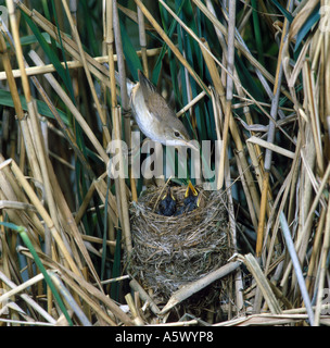 Reed Warbler Acrocephalus Scirpaceus am Nest junge im nest Stockfoto