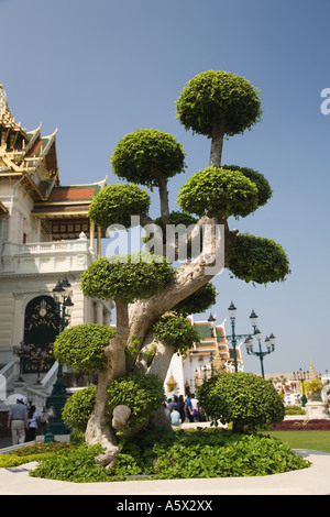 Exotisch beschnittene Pom Pom Baum, Beschnittene "Wolke" Formation in Form eines Balls, Bangkok Grand Palace oder Royal Palace. Montanoa bipinnatifida-Exemplar. Stockfoto