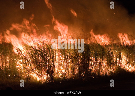 Zuckerrohr-Feuer - Cairns, Queensland, Australien Stockfoto