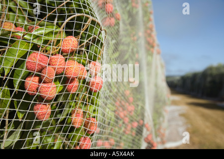 Litschi Landwirtschaft - Mareeba, Queensland, Australien Stockfoto