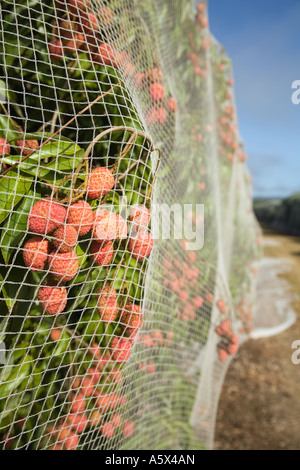 Litschi Landwirtschaft - Mareeba, Queensland, Australien Stockfoto