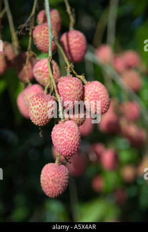 Litschis (Litschis) - Mareeba, Queensland, Australien Stockfoto