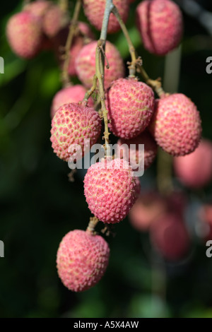 Litschis (Litschis) - Mareeba, Queensland, Australien Stockfoto