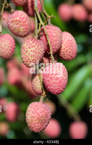 Litschis (Litschis) - Mareeba, Queensland, Australien Stockfoto