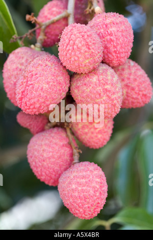 Litschis (Litschis) - Mareeba, Queensland, Australien Stockfoto