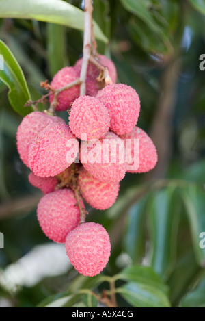 Litschis (Litschis) - Mareeba, Queensland, Australien Stockfoto