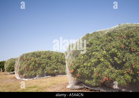 Litschi-Plantage - Mareeba, Queensland, Australien Stockfoto