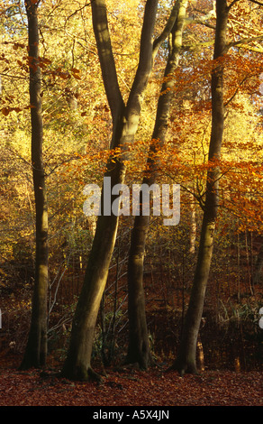 Buche Bäume im Herbst, Burnham Beeches, in der Nähe von Beaconsfield, Buckinghamshire, England, UK Stockfoto