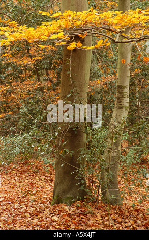 Buche Bäume im Herbst, Burnham Beeches, in der Nähe von Beaconsfield, Buckinghamshire, England, UK Stockfoto