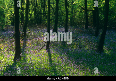 Bluebell Holz, alte Simm Wäldchen, White Downs, auf den North Downs, in der Nähe von Dorking, Surrey, England, UK Stockfoto