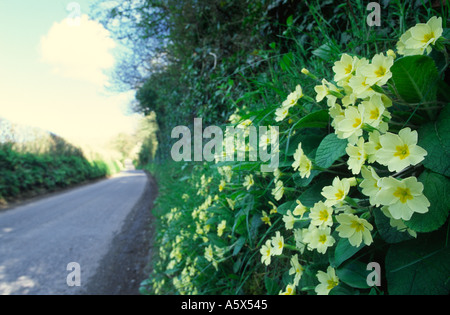 Primeln am Ufer von einem Dorset Feldweg England UK Stockfoto