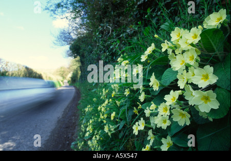 Primeln wächst in der Bank der Dorset Landstraße England UK Stockfoto