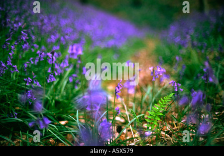 Neues Wachstum einer Feder Farn wächst unter einem Teppich aus Glockenblumen in Hooke Holz bei Beaminster Dorset county England UK Stockfoto