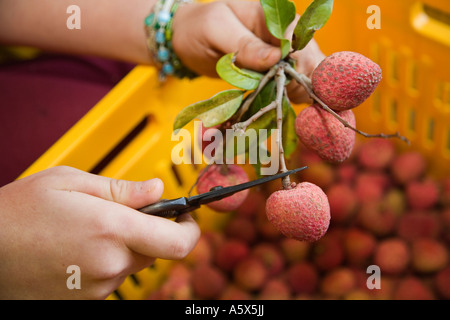 Litschi Ernte - Mareeba, Queensland, Australien Stockfoto