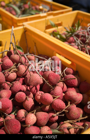 Litschi-Plantage - Mareeba, Queensland, Australien Stockfoto