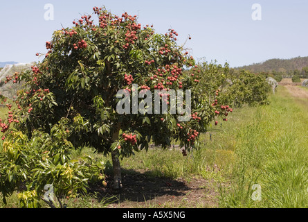 Litschi-Plantage - Mareeba, Queensland, Australien Stockfoto