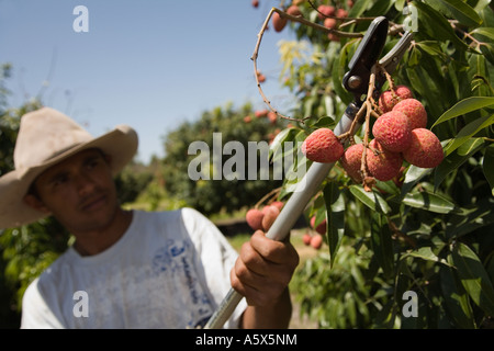 Litschi Landwirtschaft - Mareeba, Queensland, Australien Stockfoto