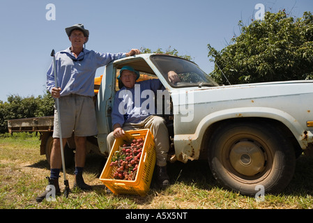 Litschi Bauern - Mareeba, Queensland, Australien Stockfoto