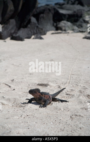 Eine männliche marine Iguana zu Fuß über den Strand Stockfoto