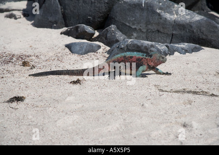 Eine männliche marine Iguana zu Fuß über den Strand in Richtung Meer Stockfoto