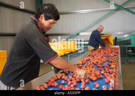 Litschi-Verarbeitung - Mareeba, Queensland, Australien Stockfoto