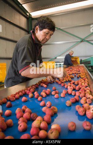 Litschi-Verarbeitung - Mareeba, Queensland, Australien Stockfoto