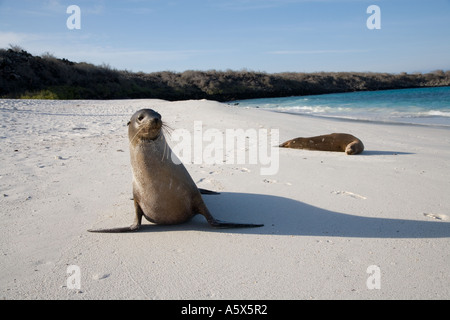 Seelöwen gehen und lag entspannt am Strand von Gardner Bay in der Abendsonne Stockfoto