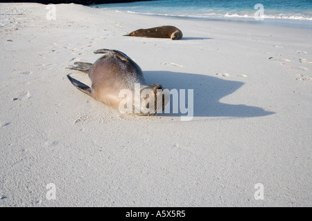 Seelöwen lag entspannt am Strand von Gardner Bay in der Abendsonne Stockfoto