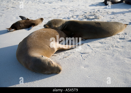 Seelöwen lag entspannt am Strand von Gardner Bay in der Abendsonne Stockfoto