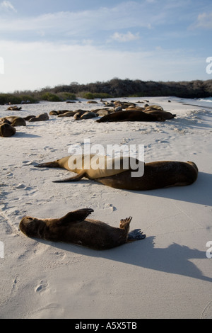 Seelöwen lag entspannt am Strand von Gardner Bay in der Abendsonne Stockfoto