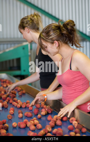 Litschi-Verarbeitung - Mareeba, Queensland, Australien Stockfoto