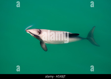 Hectors Delphine Cephalorhynchus Hectori Akaroa Harbour Südinsel Neuseeland Stockfoto