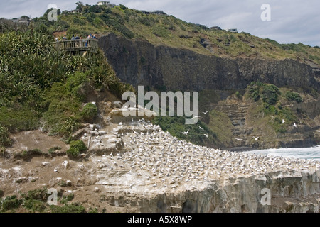 Besucher auf die Aussichtsplattform beobachten brütenden Basstölpel Muriwai Tölpelkolonie am Festland in der Nähe von Auckland Nordinsel Neuseeland Stockfoto