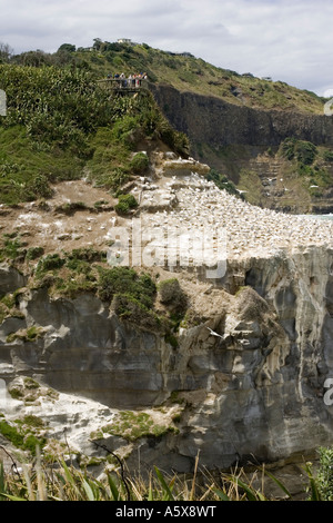 Besucher auf die Aussichtsplattform beobachten brütenden Basstölpel am Muriwai Tölpelkolonie in der Nähe von Auckland Norden Isand New Zealand Stockfoto