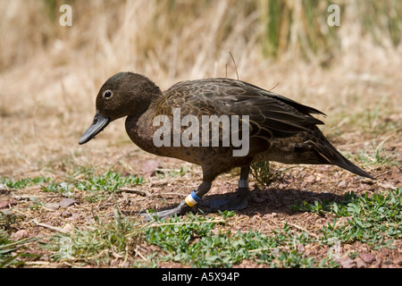 Crtically gefährdet braun/Petrol Maori Pateke Anas Chlorotis Tiritiri Matangi Island in der Nähe von Auckland New Zealand Stockfoto