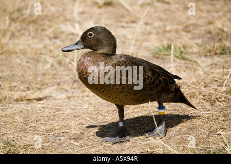 Crtically gefährdet braun/Petrol Maori Pateke Anas Chlorotis Tiritiri Matangi Island in der Nähe von Auckland New Zealand Stockfoto