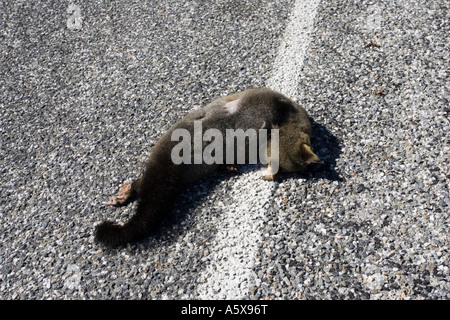 Fuchskusu Possum Trichosurus Vulpecula liegend tot auf Asphaltstraße Südinsel Neuseeland Stockfoto