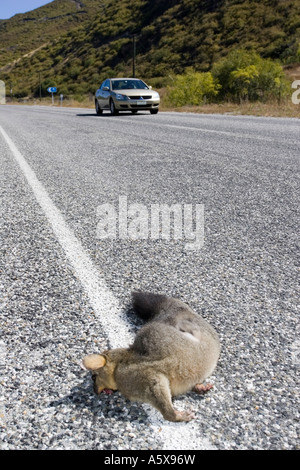 Fuchskusu Possum Trichosurus Vulpecula liegend tot auf Asphaltstraße Südinsel Neuseeland Stockfoto