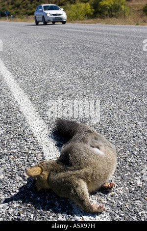 Fuchskusu Possum Trichosurus Vulpecula liegend tot auf Asphaltstraße Südinsel Neuseeland Stockfoto