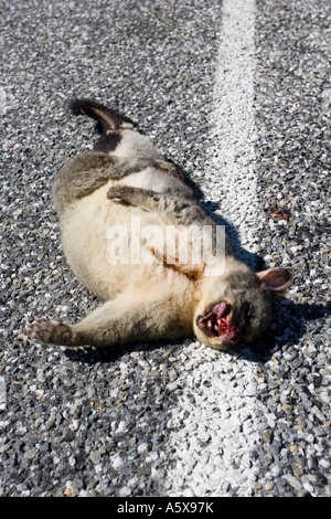 Fuchskusu Possum Trichosurus Vulpecula liegend tot auf Asphaltstraße Südinsel Neuseeland Stockfoto