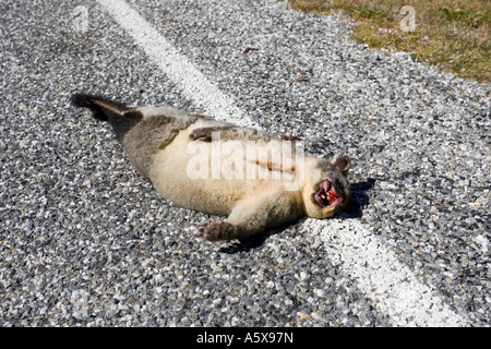 Fuchskusu Possum Trichosurus Vulpecula liegend tot auf Asphaltstraße Südinsel Neuseeland Stockfoto
