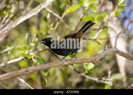 North Island Saddleback Maori nennen Tieke Philesturnus Carunculatus Rufusater Tiritiri Matangi Island in der Nähe von Auckland New Zealand