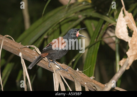 Nordinsel Saddleback aufrufenden Maori nennen Tieke Philesturnus Carunculatus Rufusater Kapiti Island in der Nähe von Wellington New Zealand