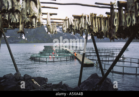 Das Trocknen von Kabeljau und eine Fischzucht in Lofoten Inseln, Norwegen. Stockfoto