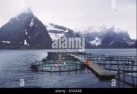 Fischfarm in Lofoten-Inseln Stockfoto