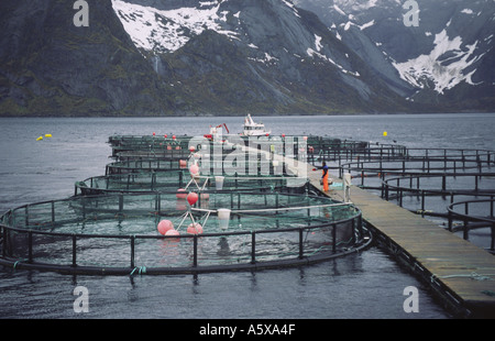 Fischzucht Käfige auf den Lofoten Inseln, Norwegen. Stockfoto