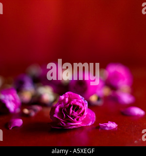 Getrocknete Blumen auf rotem Grund Stockfoto